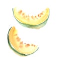 Sweet melon fruit. watercolor drawing