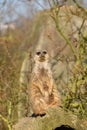 Sweet merkat suricate sitting and watching some predator.