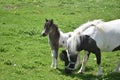 Beautiful Miniature Horse Mare and Foal in a Field Royalty Free Stock Photo