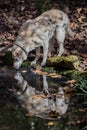 Reflection of a Large Dog Royalty Free Stock Photo