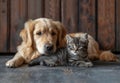 A sweet moment as an adorable puppy and kitten liying together with a wooden backdrop