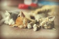 Sweet moment A group of different kitten sleeping on the floor.In soften focus. Royalty Free Stock Photo