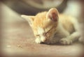 Sweet moment A group of different kitten sleeping on the floor.In soften focus. Royalty Free Stock Photo