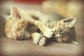 Sweet moment A group of different kitten sleeping on the floor.In soften focus. Royalty Free Stock Photo