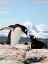 Sweet moment of penguins Royalty Free Stock Photo