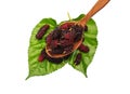 sweet mulberries and wood spoon on Green leaf and white backgro Royalty Free Stock Photo