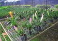 Sweet multi colored bromeliade flowers blooming in tropical ornamental plant nurseries , Modern agricultural by using technology