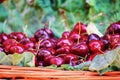 Sweet natural red cherries in a wicker basket. Empty copy space