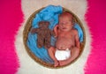 Sweet newborn baby sleeps with a toy hare Royalty Free Stock Photo