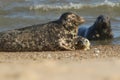 A cute newly born Grey Seal pup, Halichoerus grypus, lying on the beach near its resting mother. Royalty Free Stock Photo