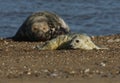 A cute newly born Grey Seal pup, Halichoerus grypus, lying on the beach near its resting mother. Royalty Free Stock Photo