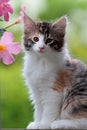 Sweet Norwegian forest cat female with purple flowers Royalty Free Stock Photo