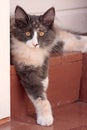 A sweet norwegian forest cat kitten with alert expression Royalty Free Stock Photo