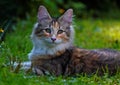 Norwegian forest cat kitten on a summerday Royalty Free Stock Photo