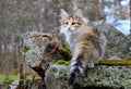 A sweet norwegian forest cat kitten standing on a stone Royalty Free Stock Photo