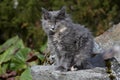 A sweet norwegian forest cat kitten on a stony garden in spring Royalty Free Stock Photo