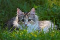 A sweet norwegian forest cat kitten on a summer day Royalty Free Stock Photo