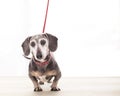 Adorable old bow-legged dachshund with white face and red leash waits to go out for a walk