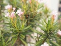 Sweet Oleander, Rose Bay, Nerium indicum Mill name pink flower blooming in garden on blurred of nature background Royalty Free Stock Photo