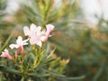 Sweet Oleander, Rose Bay, Nerium indicum Mill name pink flower blooming in garden on blurred of nature background Royalty Free Stock Photo