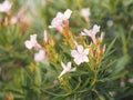 Sweet Oleander, Rose Bay, Nerium indicum Mill name pink flower blooming in garden on blurred of nature background Royalty Free Stock Photo