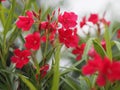 Sweet Oleander, Rose Bay, Nerium oleander name dark pink flower tree in garden on blurred of nature background, leaves are single Royalty Free Stock Photo