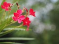 Sweet Oleander, Rose Bay, Nerium oleander name dark pink flower tree in garden on blurred of nature background, leaves are single Royalty Free Stock Photo