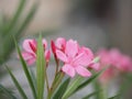 Sweet Oleander, Rose Bay, Nerium oleander name pink flower tree in garden on blurred of nature background, leaves are single oval Royalty Free Stock Photo