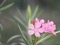 Sweet Oleander, Rose Bay, Nerium oleander name pink flower tree in garden on blurred of nature background, leaves are single oval Royalty Free Stock Photo