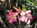 Sweet Oleander, Rose Bay, Nerium oleander name pink flower tree in garden on blurred of nature background, leaves are single oval Royalty Free Stock Photo