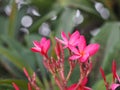 Sweet Oleander, Rose Bay, Nerium oleander name pink flower tree in garden on blurred of nature background, leaves are single oval Royalty Free Stock Photo