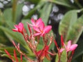 Sweet Oleander, Rose Bay, Nerium oleander name pink flower tree in garden on blurred of nature background, leaves are single oval Royalty Free Stock Photo