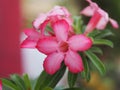 Sweet Oleander, Rose Bay, Nerium oleander name pink flower tree in garden on blurred of nature background, leaves are single oval Royalty Free Stock Photo