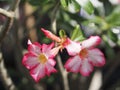 Sweet Oleander, Rose Bay, Nerium oleander name pink flower tree in garden on blurred of nature background, leaves are single oval Royalty Free Stock Photo