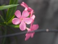 Sweet Oleander, Rose Bay, Nerium oleander name pink flower tree in garden on blurred of nature background, leaves are single oval Royalty Free Stock Photo