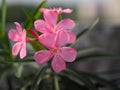 Sweet Oleander, Rose Bay, Nerium oleander name pink flower tree in garden on blurred of nature background, leaves are single oval Royalty Free Stock Photo