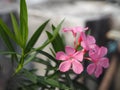 Sweet Oleander, Rose Bay, Nerium oleander name pink flower tree in garden on blurred of nature background, leaves are single oval Royalty Free Stock Photo