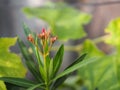 Sweet Oleander, Rose Bay, Nerium oleander name pink flower tree in garden on blurred of nature background, leaves are single oval Royalty Free Stock Photo