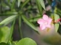 Sweet Oleander, Rose Bay, Nerium oleander name pink flower tree in garden on blurred of nature background, leaves are single oval Royalty Free Stock Photo