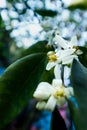 Sweet orange aka Citrus sinensis aka mosambi flower bloomed Royalty Free Stock Photo