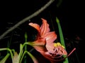 Sweet orange angel flower lily lifestyle Royalty Free Stock Photo