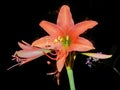 Sweet orange angel flower lily lifestyle Royalty Free Stock Photo