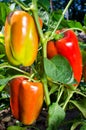 Sweet orange bell peppers Royalty Free Stock Photo