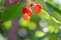 Sweet orange cherry ripens on a green tree in a summer. Fruits on a branch of sweet cherry in a garden. Shallow depth of field.
