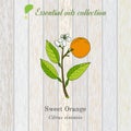 Sweet orange, essential oil label, aromatic plant