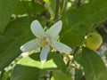 Sweet oranges / Citrus sinensis - Citrus x sinensis / Orange, Apfelsine, l`oranger, l`orange douce, Naranjero or Naranjo dulce