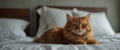 an sweet orannge cant lying on an fluffy white bed. Royalty Free Stock Photo
