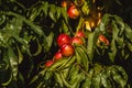 Sweet organic nectarines on tree in big garden. Banner. Summer. Autumn