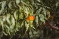 Sweet organic nectarines on tree in big garden with bokeh