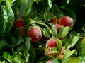 Sweet organic peaches ripening on a peach tree branch in the garden.Summer fruits or diet concept. Royalty Free Stock Photo